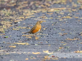 Brown-headed Thrush 富士山須走口五合目 Sun, 6/4/2023