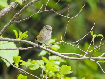 Red-flanked Bluetail 富士山須走口五合目 Sun, 6/4/2023