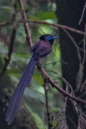 Black Paradise Flycatcher 八王子城跡 Sat, 6/10/2023