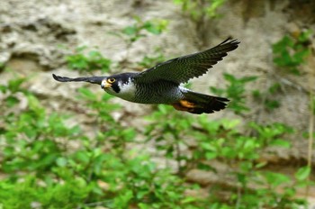 ハヤブサ 青葉山公園 2023年6月10日(土)