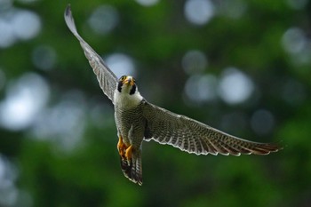 ハヤブサ 青葉山公園 2023年6月10日(土)