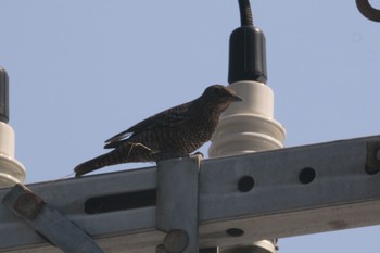 Thu, 7/19/2018 Birding report at 和歌山市