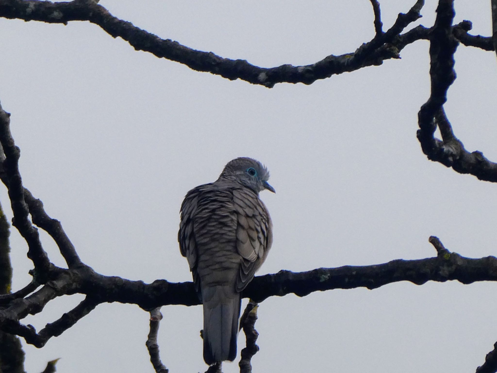 Altona, SA, Australia オーストラリアチョウショウバトの写真 by Maki