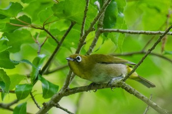 Warbling White-eye 西湖野鳥の森公園 Fri, 6/9/2023