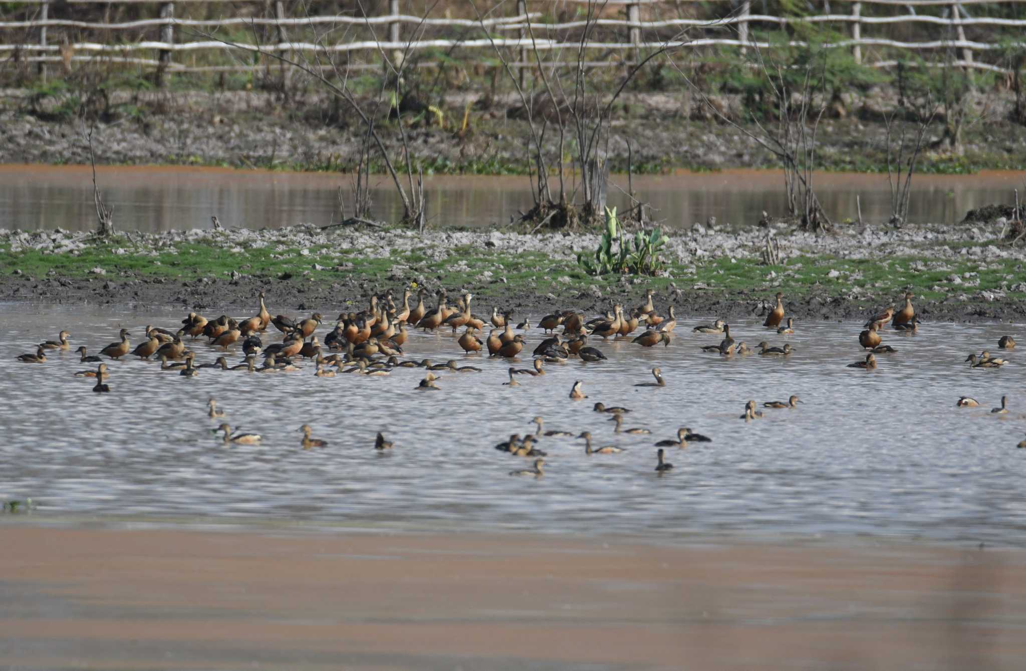 Photo of Lesser Whistling Duck at Nong Bong Khai Non-hunting Area by あひる