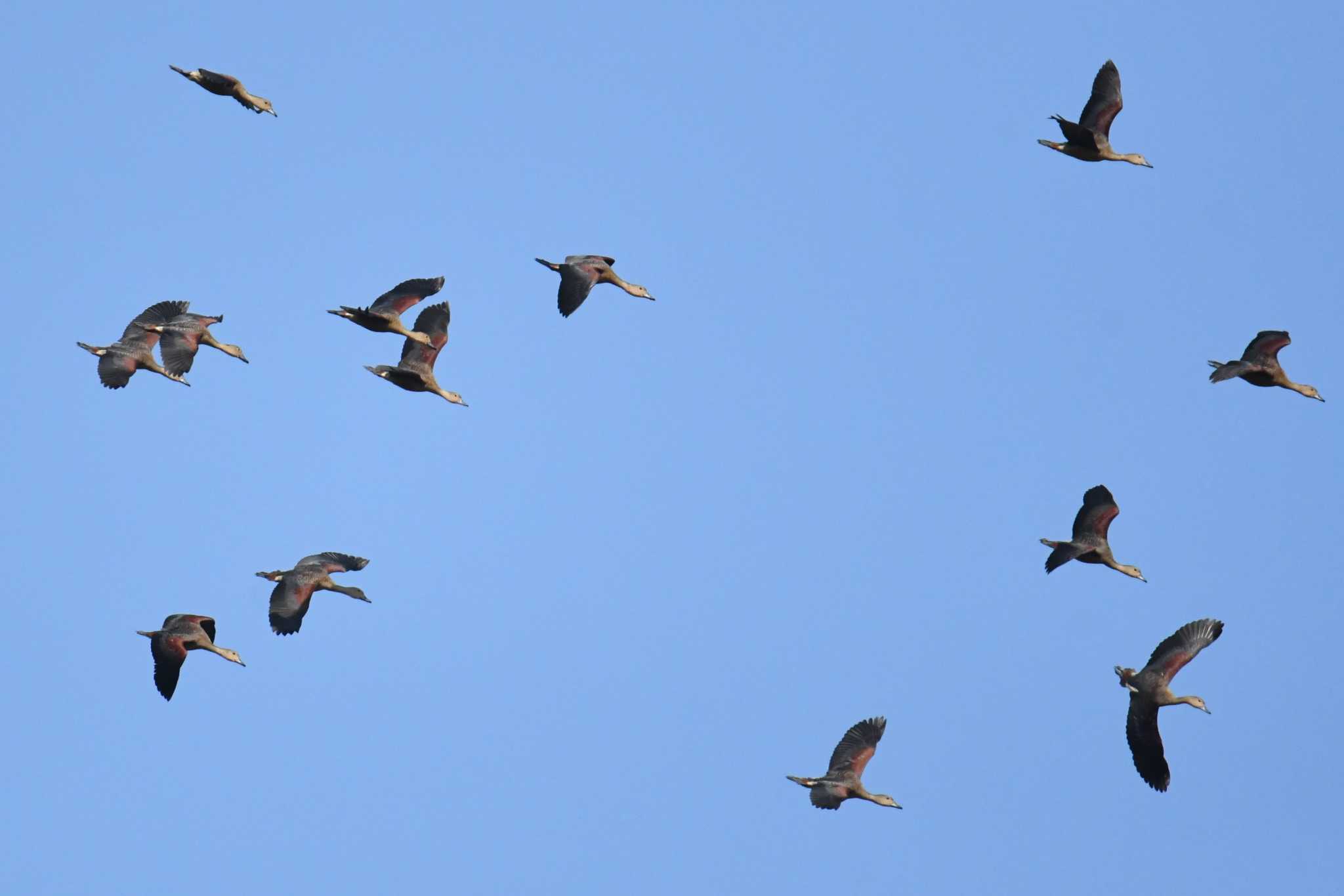 Photo of Lesser Whistling Duck at Nong Bong Khai Non-hunting Area by あひる