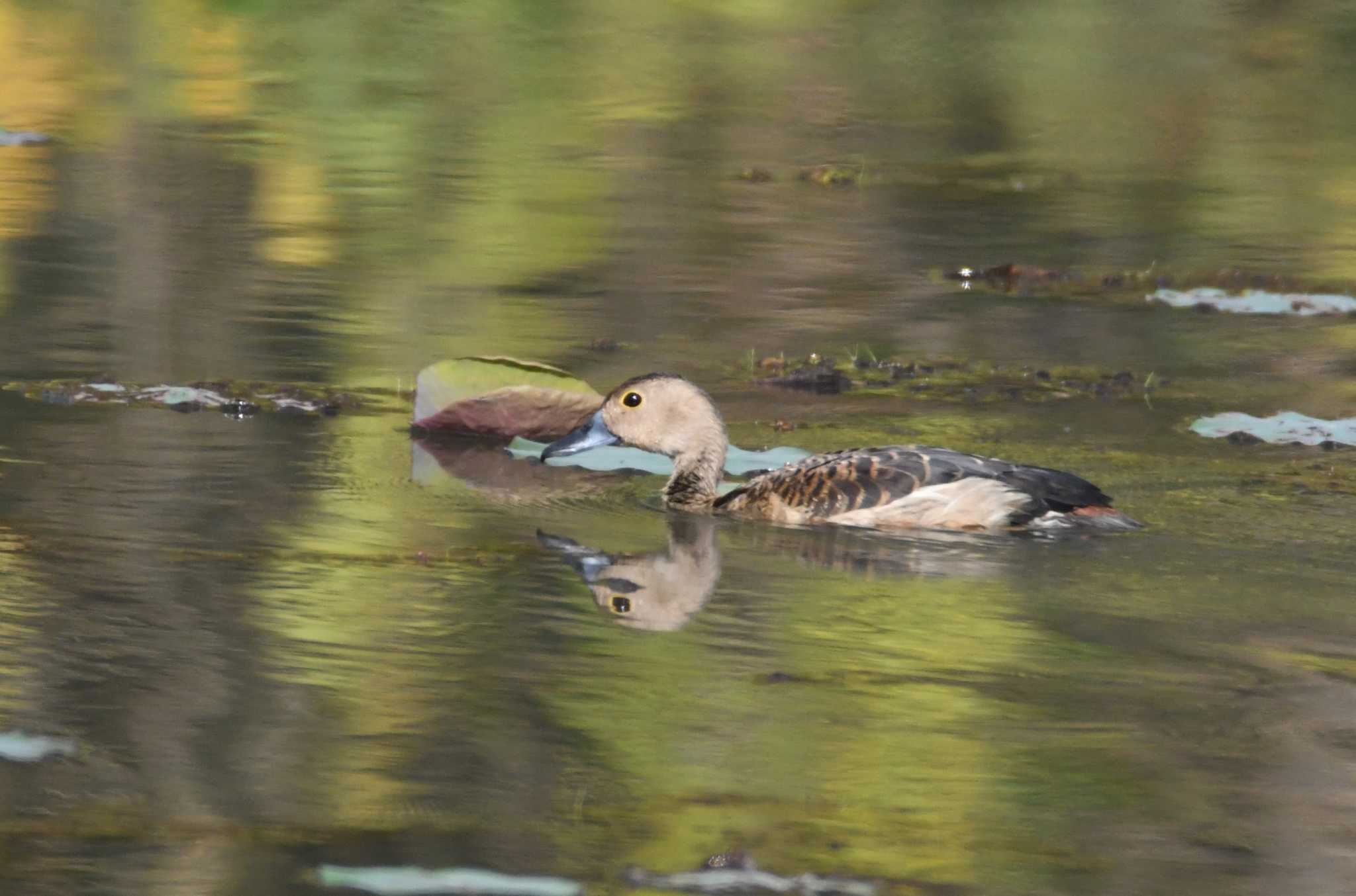 Photo of Lesser Whistling Duck at Nong Bong Khai Non-hunting Area by あひる