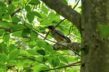 Eurasian Jay キョロロの森 Sat, 6/10/2023