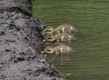 Eastern Spot-billed Duck 横浜市 Tue, 6/6/2023