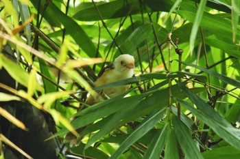 エリモズチメドリ ケーン・クラチャン国立公園 2018年6月13日(水)