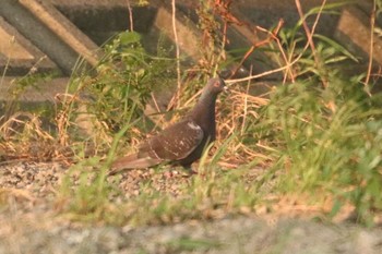 Rock Dove 和歌山市紀の川 Thu, 7/19/2018