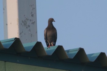 Rock Dove 和歌山市紀の川 Thu, 7/19/2018