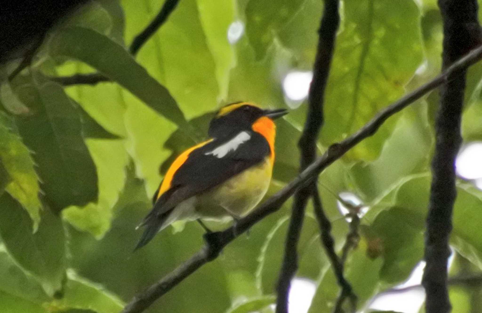 Photo of Narcissus Flycatcher at 大阪府堺市 by ひないつ☃️ⓨⓤⓚⓘ達磨改