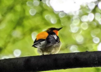 Narcissus Flycatcher 大阪府堺市 Sat, 6/10/2023