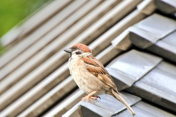 Eurasian Tree Sparrow 大阪府堺市 Sat, 6/10/2023