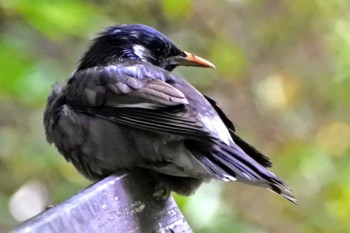 White-cheeked Starling 大阪府堺市 Sat, 6/10/2023