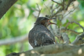 Brown-eared Bulbul 自宅庭 Wed, 7/18/2018