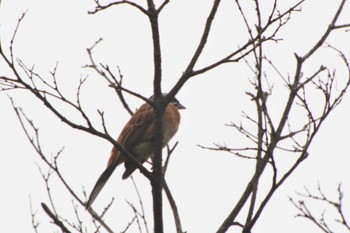 Meadow Bunting 兵庫県 Sat, 6/10/2023