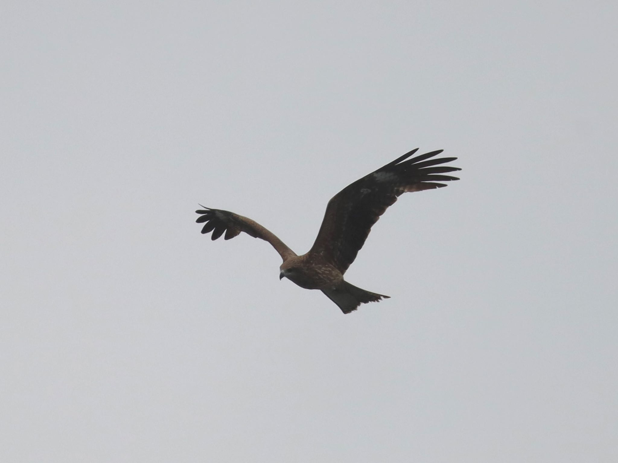 Black Kite