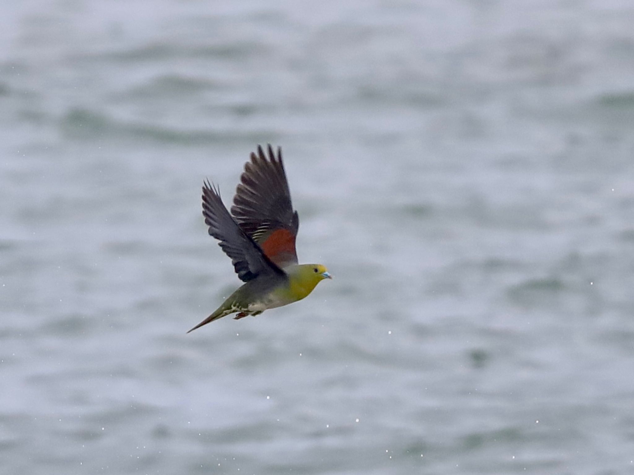 White-bellied Green Pigeon