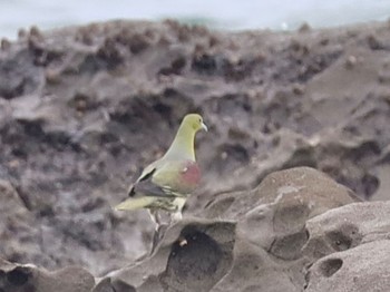 アオバト 大磯照ヶ崎海岸 2023年6月10日(土)