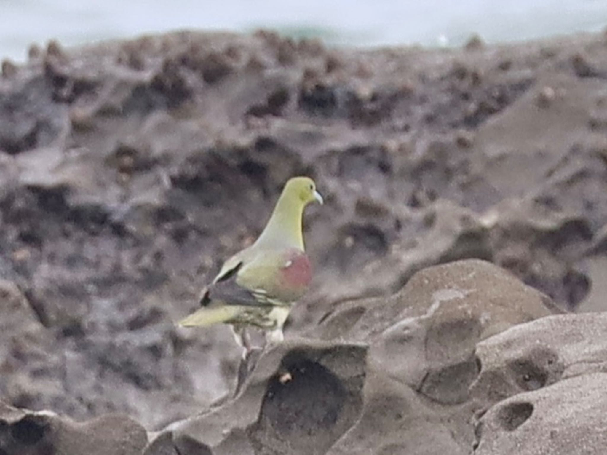 White-bellied Green Pigeon