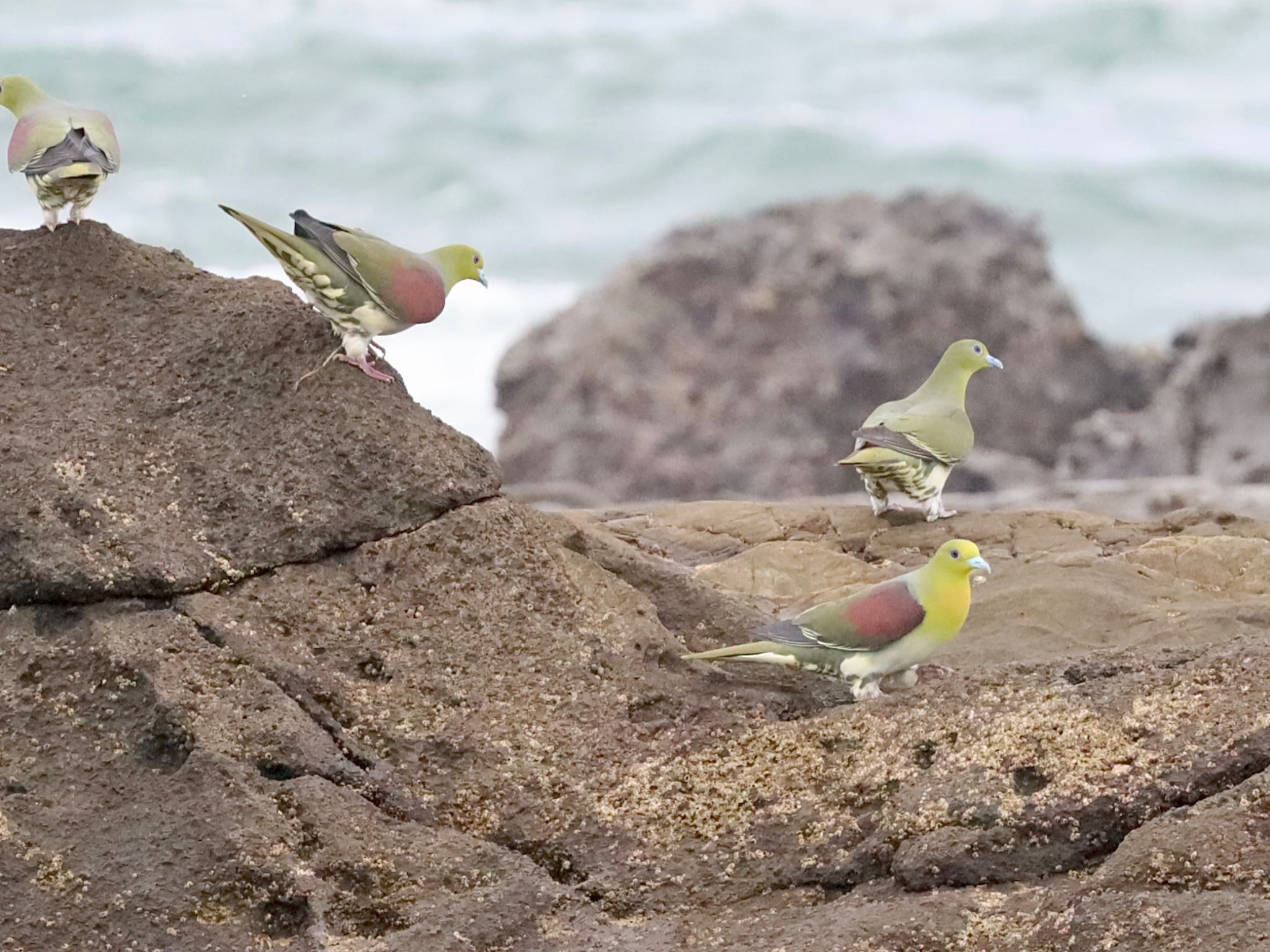 White-bellied Green Pigeon