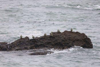 アオバト 大磯照ヶ崎海岸 2023年6月10日(土)