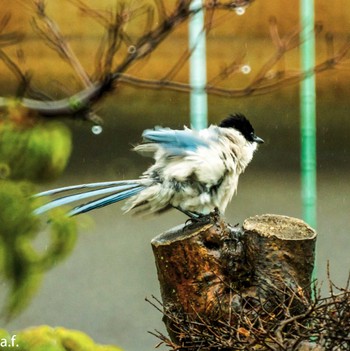 Azure-winged Magpie 町田市 Fri, 6/9/2023