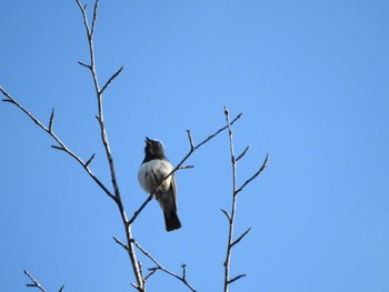 Blue-and-white Flycatcher 真駒内公園、西岡公園 Sat, 6/3/2023
