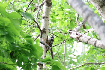 White-backed Woodpecker 真駒内公園、西岡公園 Sat, 6/3/2023