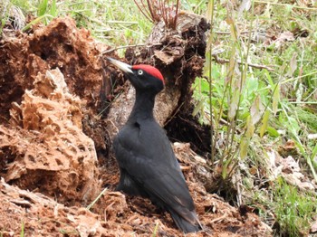 Black Woodpecker 真駒内公園、西岡公園 Sat, 6/3/2023