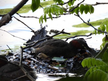 Little Grebe 真駒内公園、西岡公園 Sat, 6/3/2023