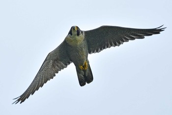 ハヤブサ 青葉山公園 2023年6月10日(土)