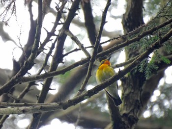 Narcissus Flycatcher 千葉市泉自然公園 Sat, 6/10/2023