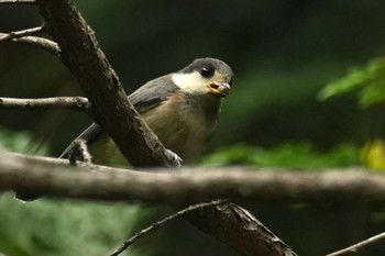 2023年6月10日(土) 大菩薩峠登山口の野鳥観察記録