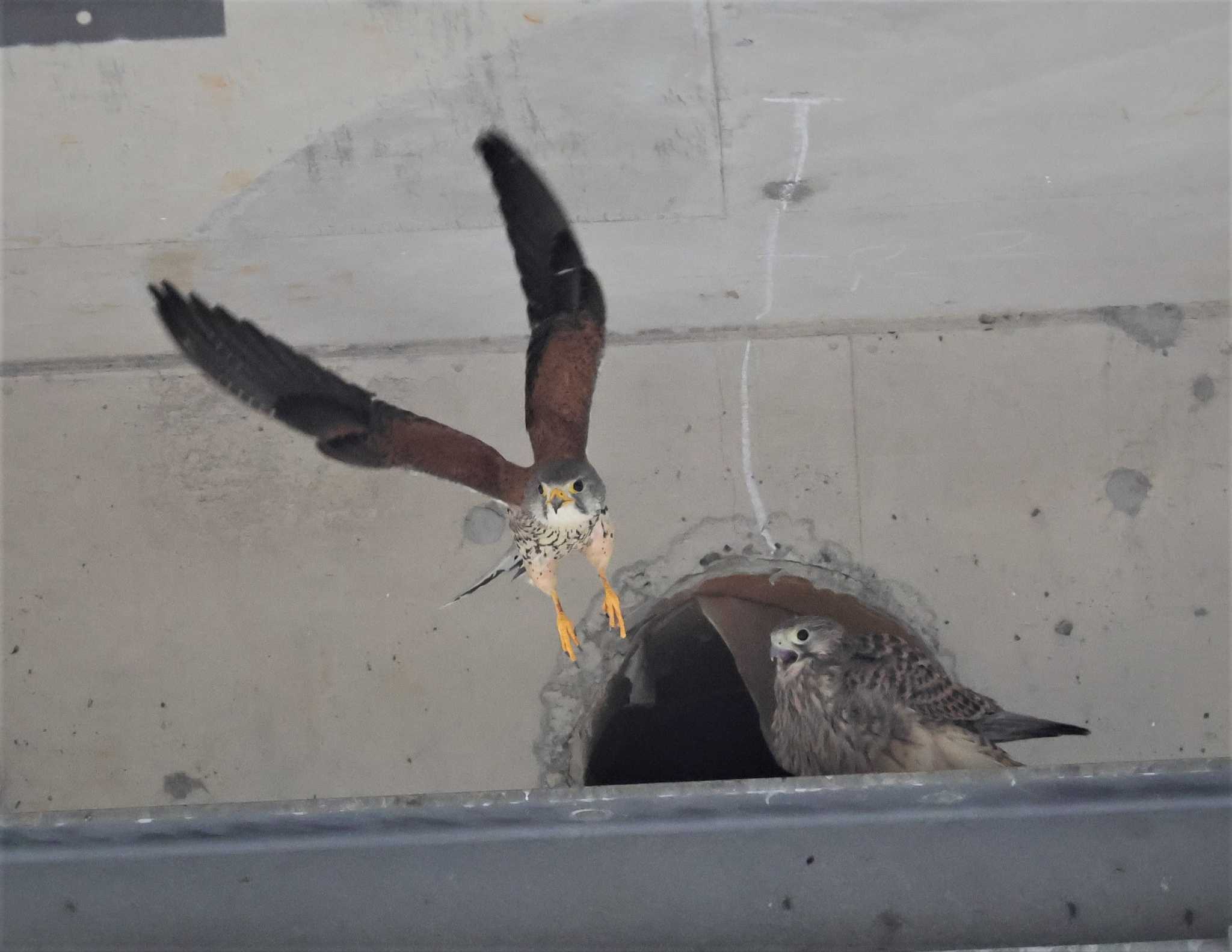 多摩地区 チョウゲンボウの写真