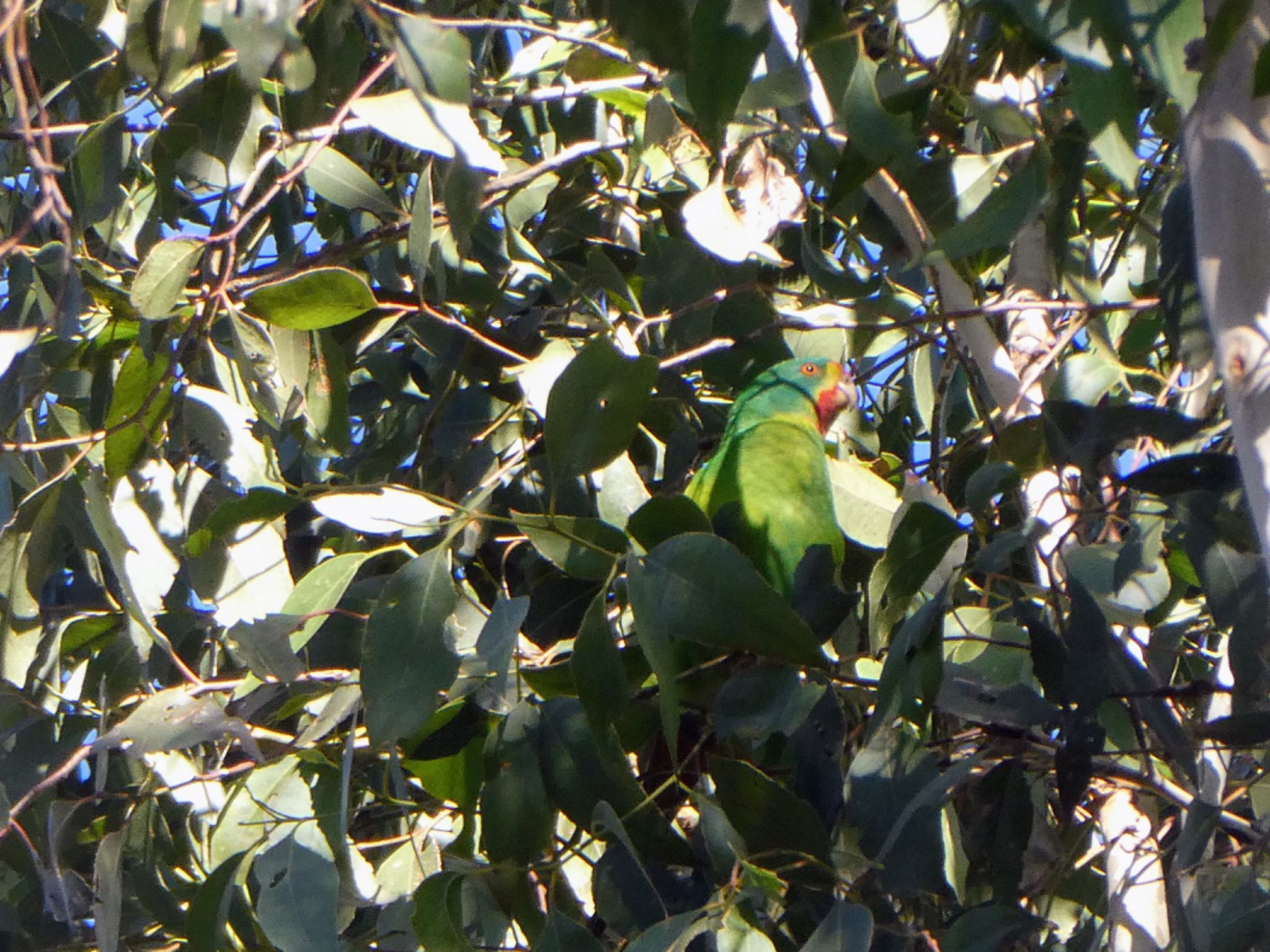 Australian Botanic Garden(Mt Annan) オトメインコの写真