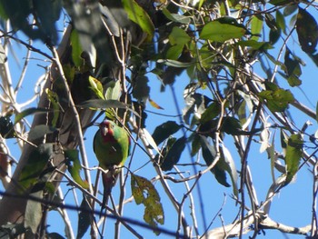 Swift Parrot