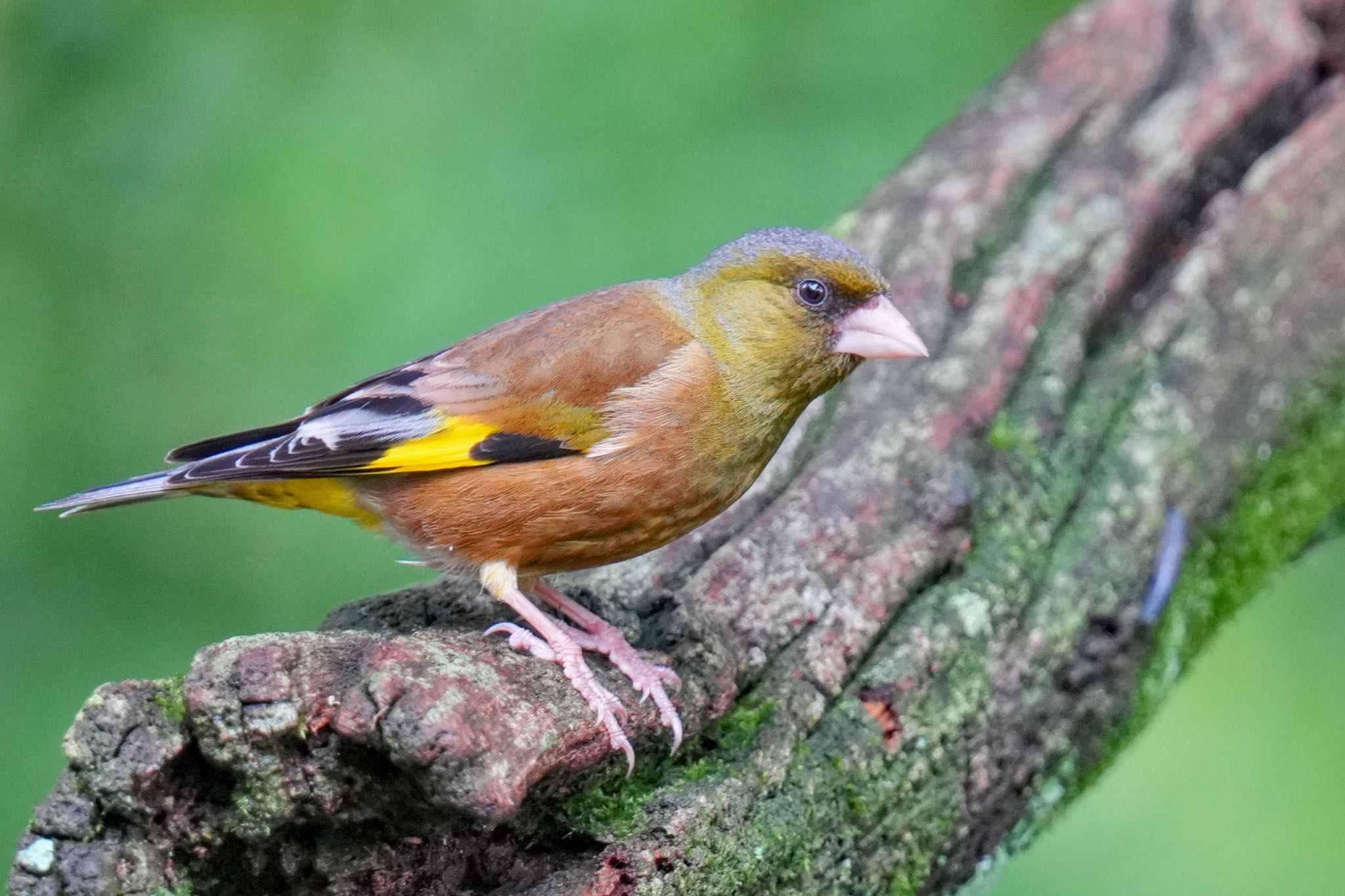 Grey-capped Greenfinch