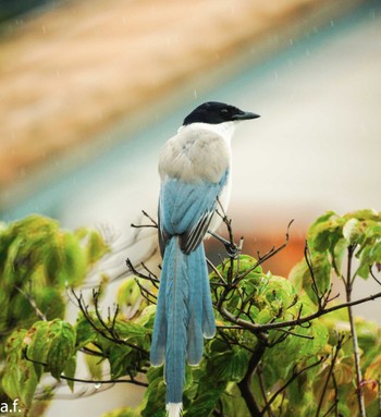 Azure-winged Magpie 町田市 Sun, 6/11/2023