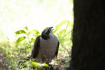 オオタカ 善福寺川緑地 2023年5月27日(土)