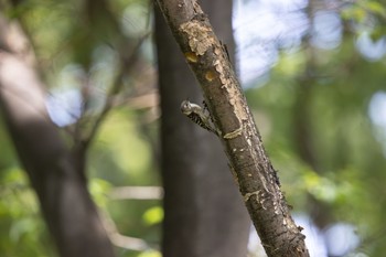 Japanese Pygmy Woodpecker 善福寺川緑地 Sat, 5/27/2023