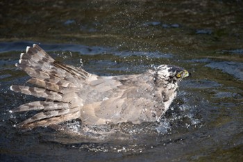 Eurasian Goshawk 善福寺川緑地 Sat, 5/27/2023