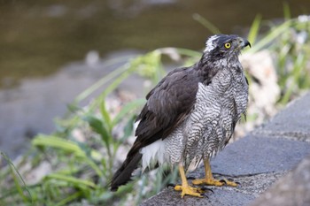 Eurasian Goshawk 善福寺川緑地 Sat, 5/27/2023