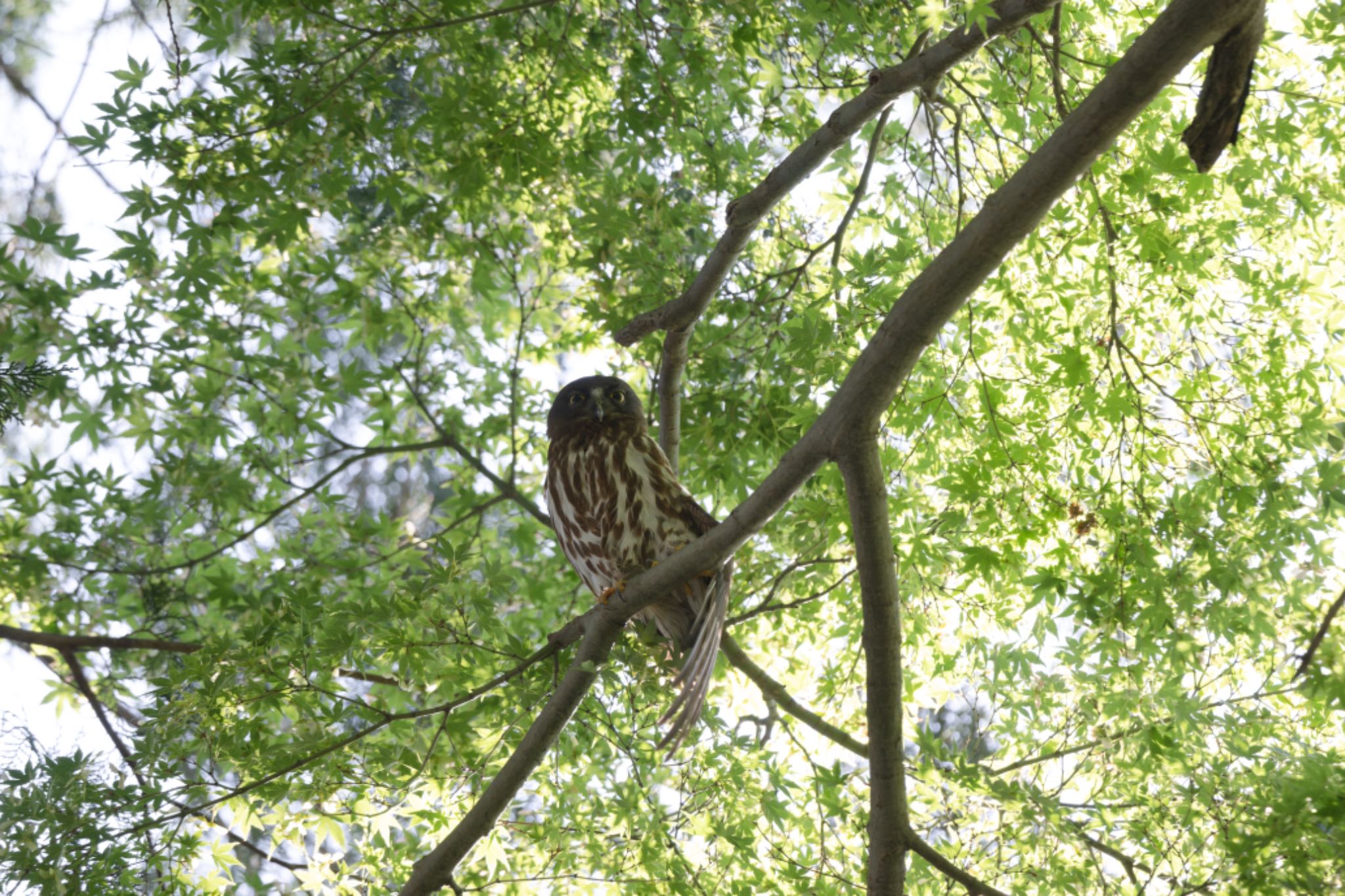 八王子 アオバズクの写真