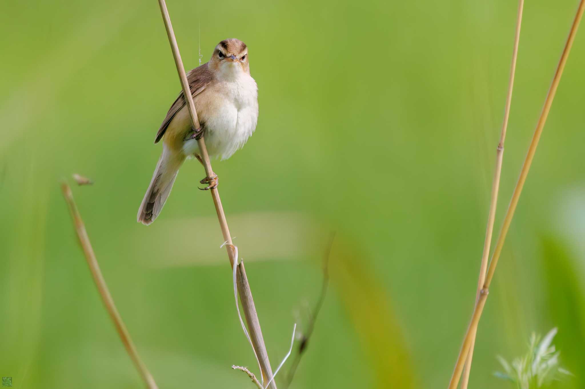 Black-browed Reed Warbler