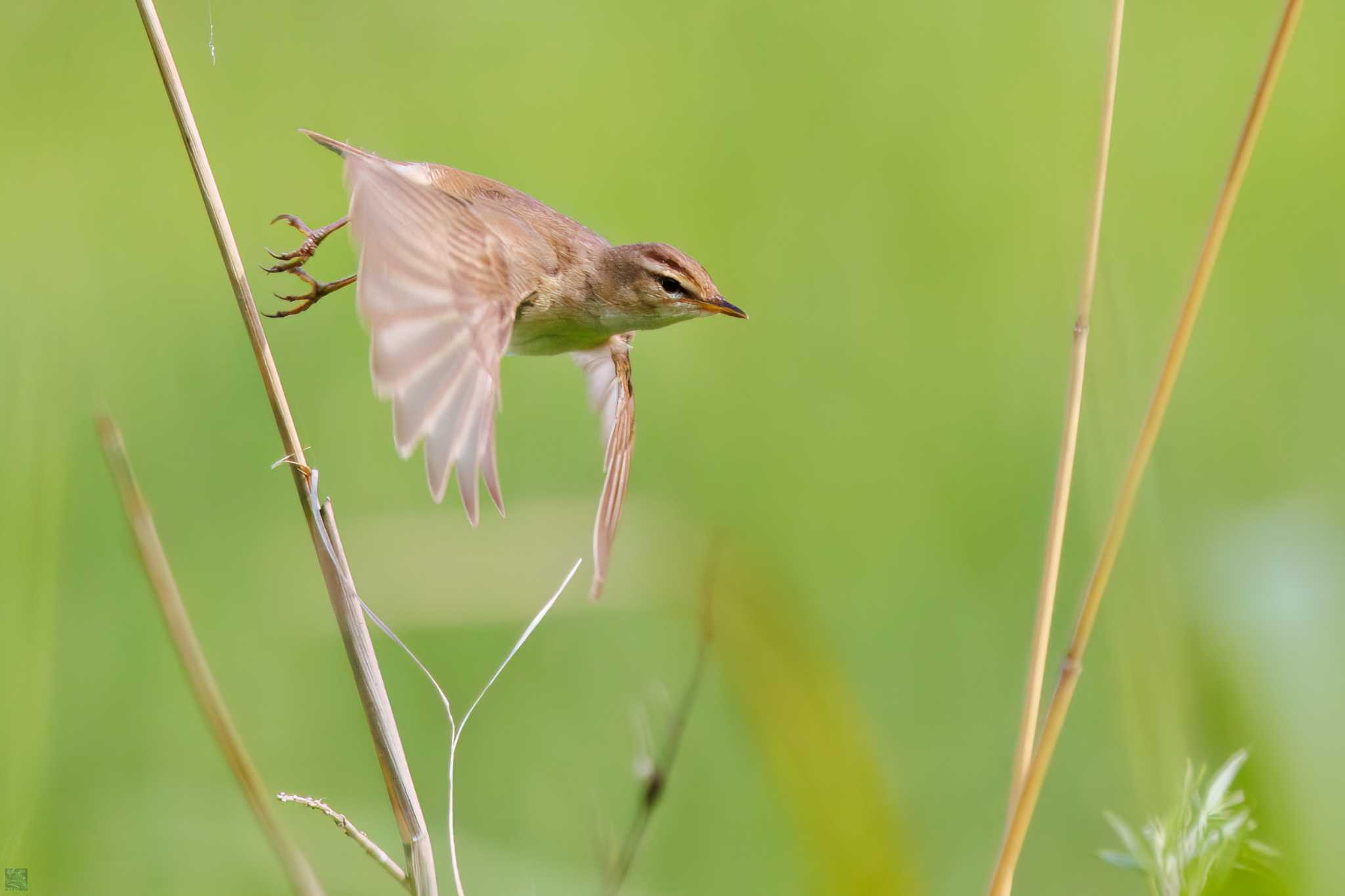 Black-browed Reed Warbler