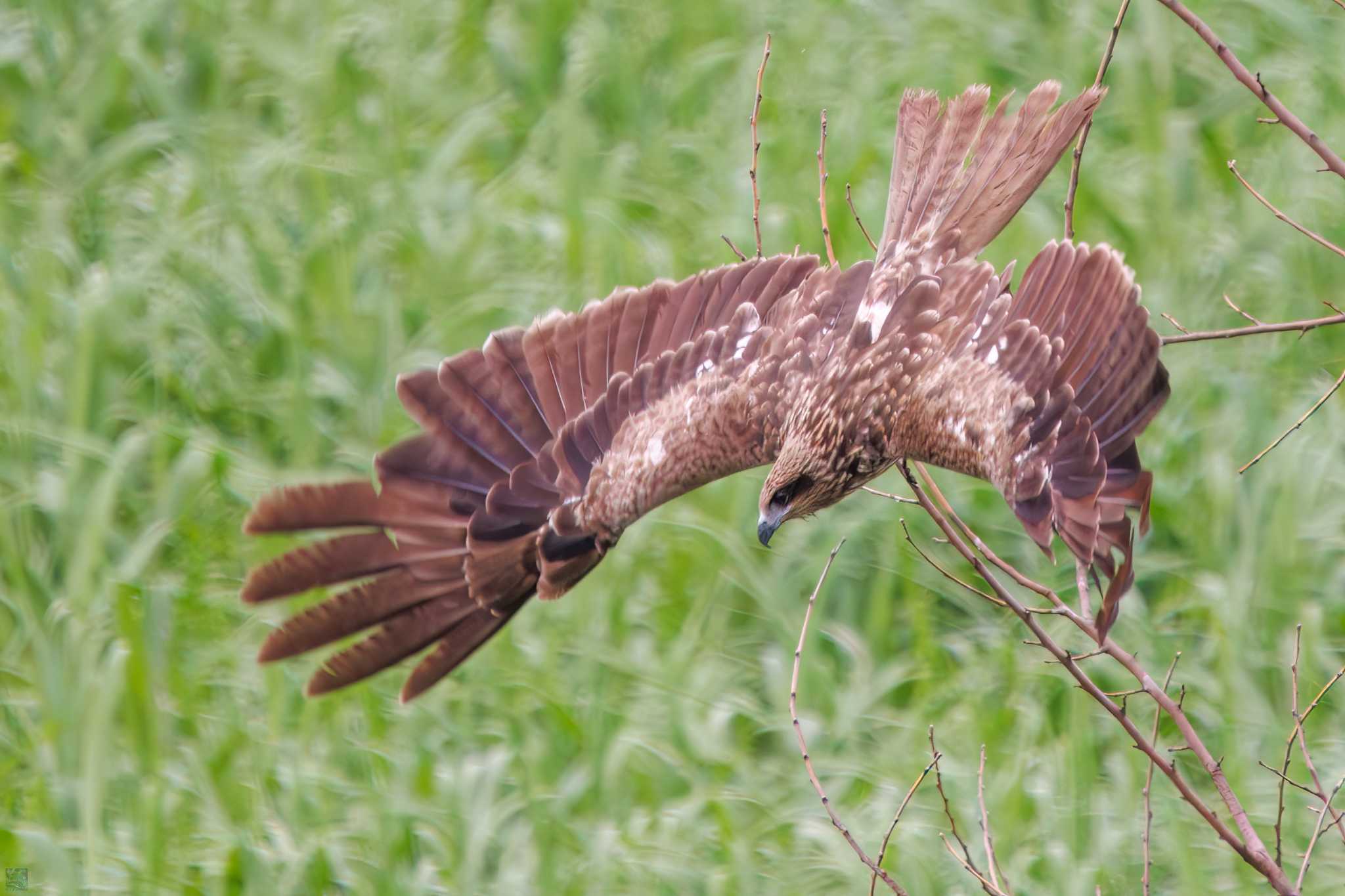 Black Kite