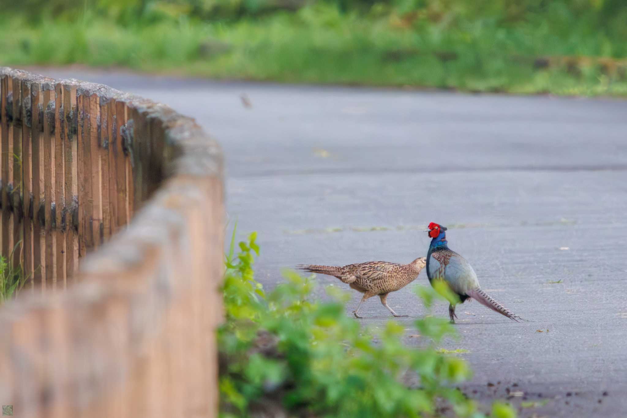 Green Pheasant